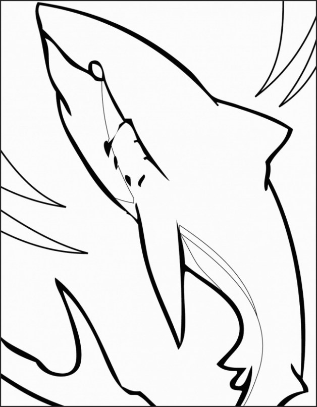 628x806 Great White Shark Coloring Fresh Bull Shark Drawing