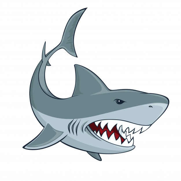 Bull Shark Drawing | Free download on ClipArtMag