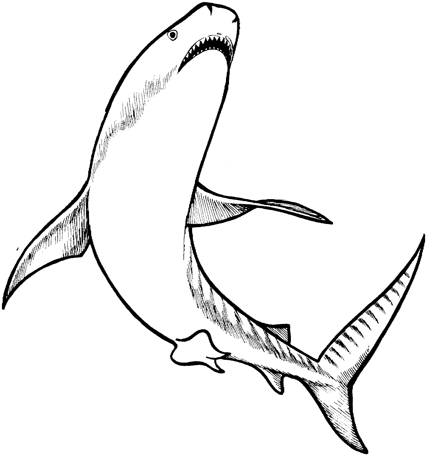 1738x1855 Bull Shark Free Coloring Pages On Art Coloring Pages