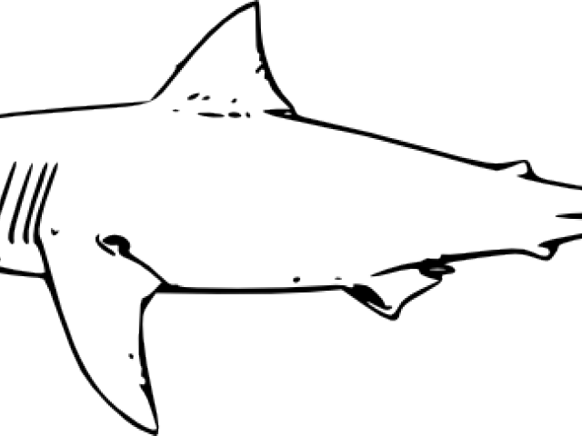 640x480 Bull Shark Clipart Free Clip Art Stock Illustrations