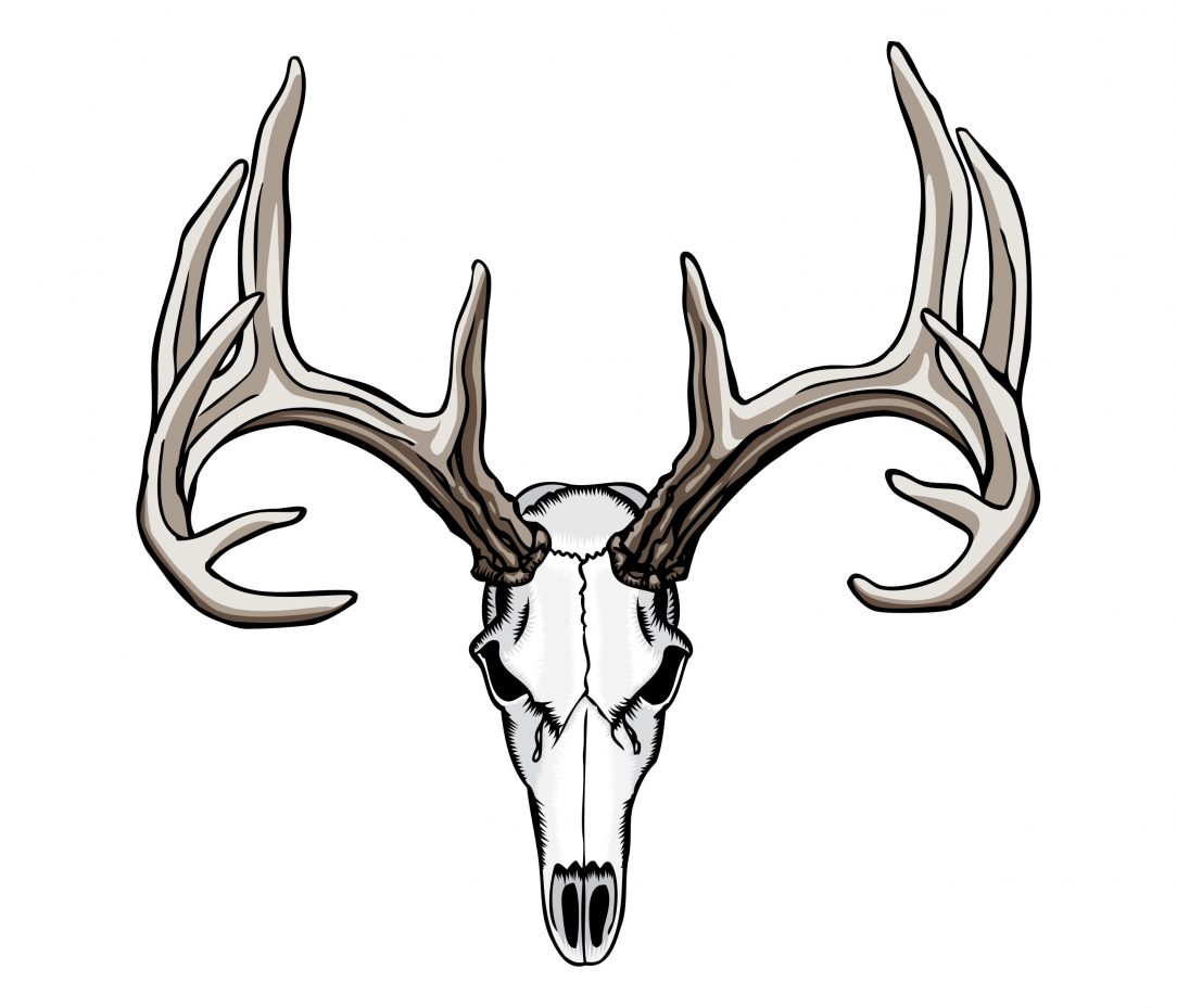 1084x929 Bull Skull Art Drawing Photos Longhorn Free Simple Carmi Chaelinn