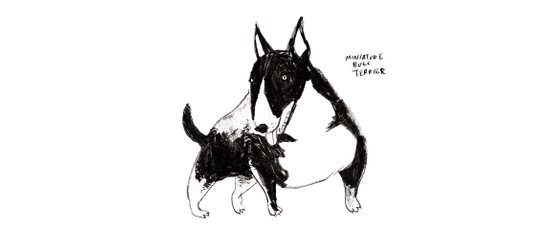 550x239 Miniature Bull Terrier Coffee Mug