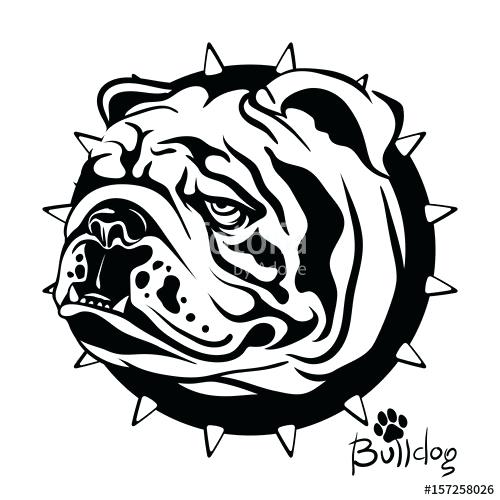 500x500 drawing of a bulldog how to draw an bulldog step french bulldog