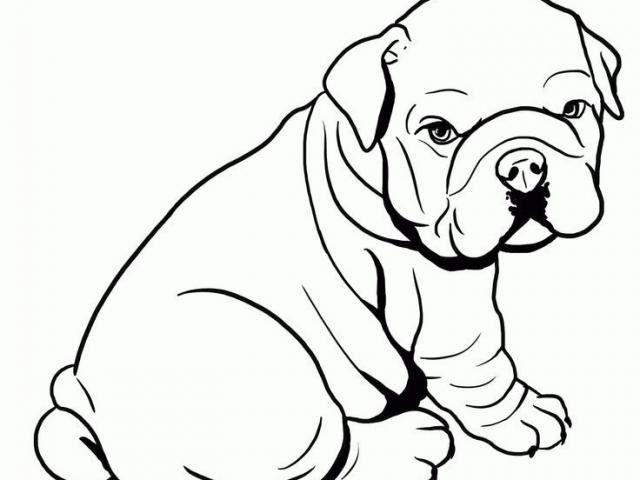 640x480 Drawn Bulldog