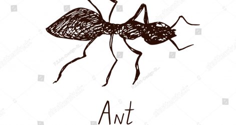 471x250 bullet ant drawing picture cute with letter a for kid colony