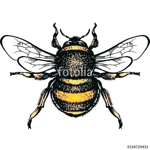 500x500 Bumble Bee Outline Bumblebee Insect Monochrome Sketch Outline
