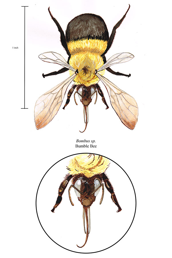 600x900 Bumble Bee Scientific Illustration On Scad Portfolios