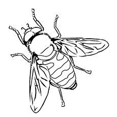 230x230 Top Bumblebee Coloring Pages For Your Little One