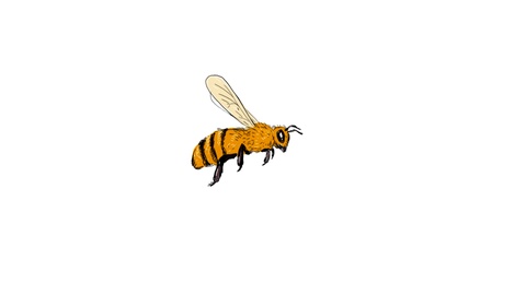 480x270 Bee Flying To Side Drawing Animation Clip