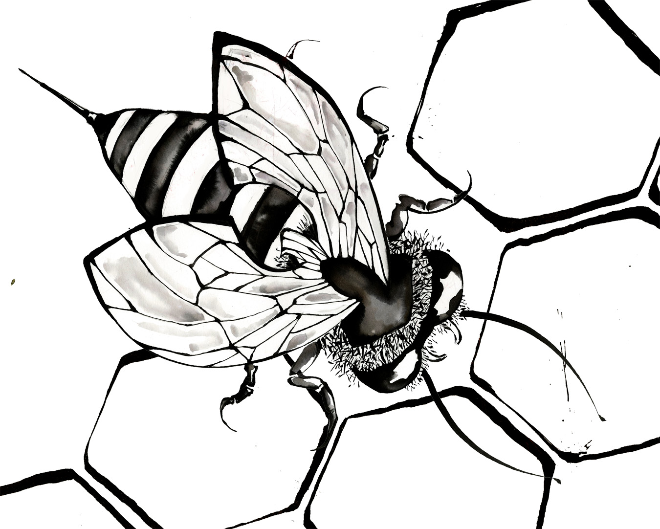 1350x1082 Huge Collection Of 'bumble Bee Scientific Drawing' Download More