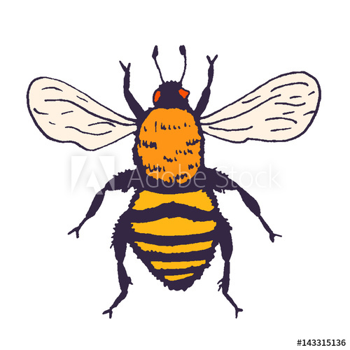 500x500 Vector Bee Illustration Hand Drawn Ink Sketch With Bumblebee