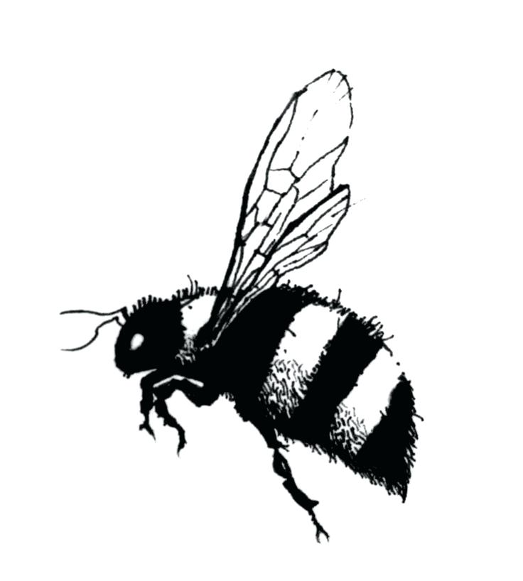 736x818 bee drawings bee free bee clip art drawings wiz bumble bee