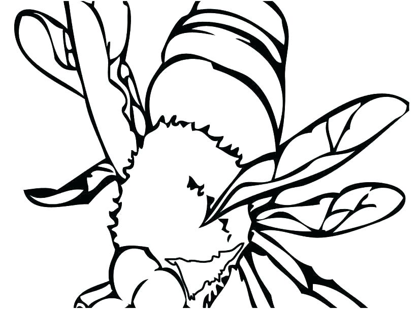 827x609 Printable Bumble Bee Bumble Bee Coloring Sheet E Free Best