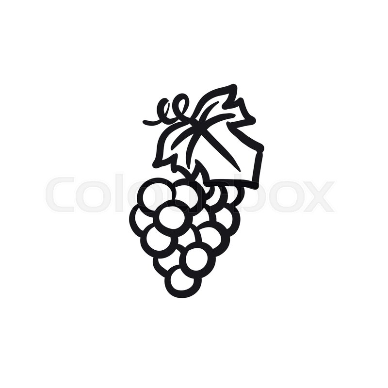 800x800 Bunch Of Grapes Vector Sketch Icon Stock Vector Colourbox
