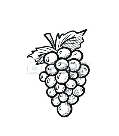 396x450 Drawing Of Grapes Black Drawing Of Grape And Leaves Vector Drawing