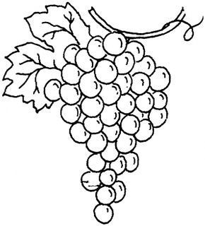290x320 grapes clipart black and white lovely bunch of grapes coloring