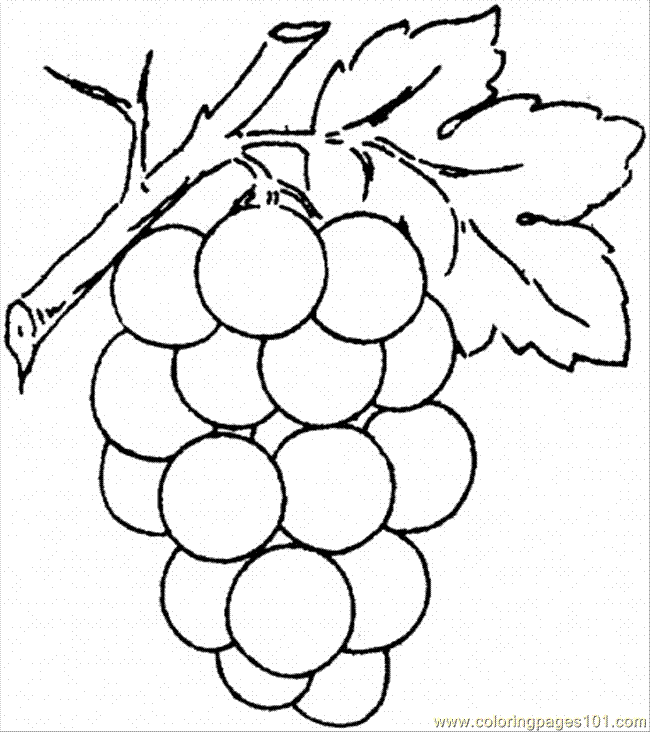 650x732 Grapes Drawing