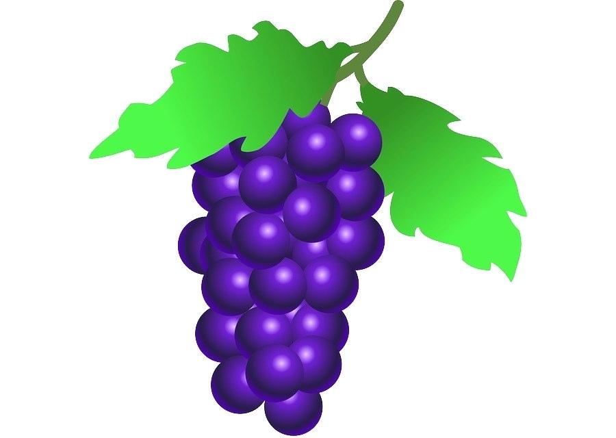 900x640 Grapes Drawing How To Draw Grape Vine Drawing Easy