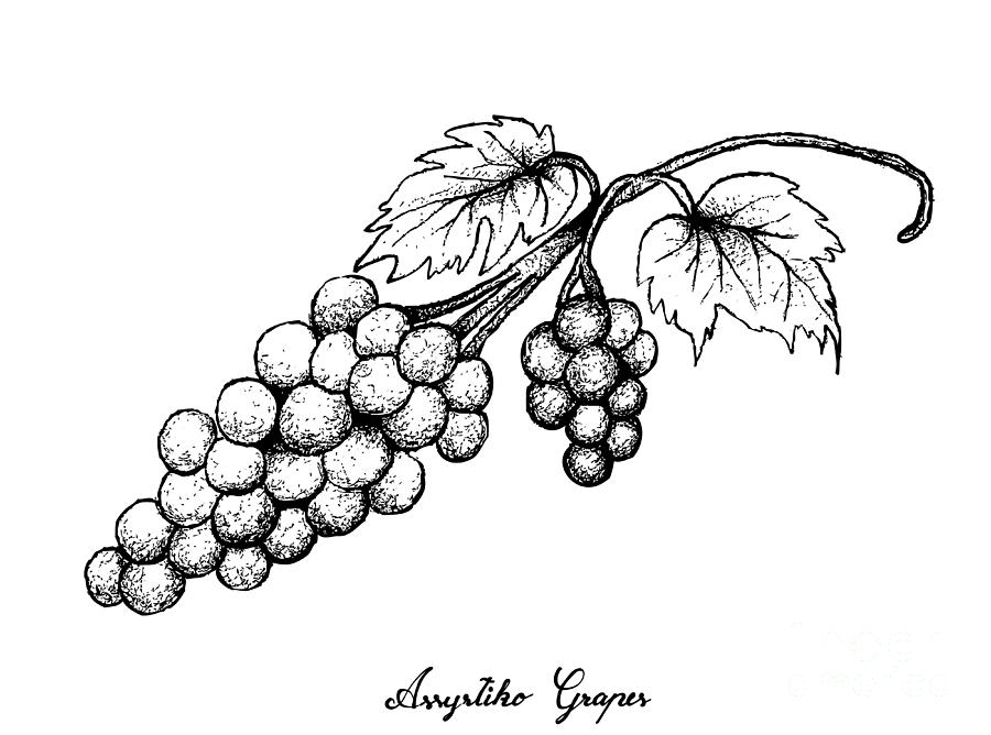 900x668 hand drawing of fresh juicy assyrtiko grapes drawing