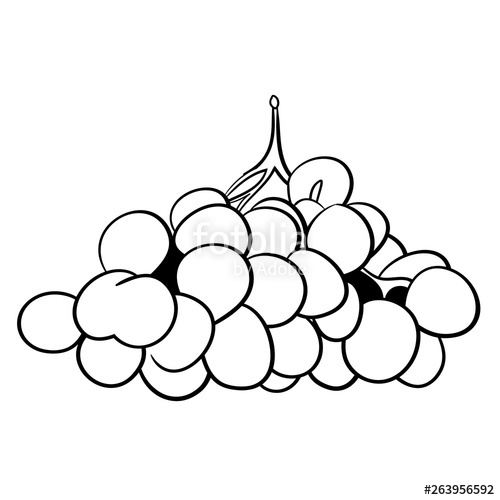 500x500 Vector Drawing, Coloring Book, Bunch Of Grapes Stock Image