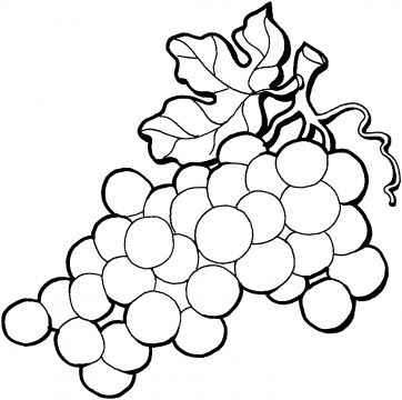 362x360 grapes and all sorts of fruits flora and fauna fruit coloring