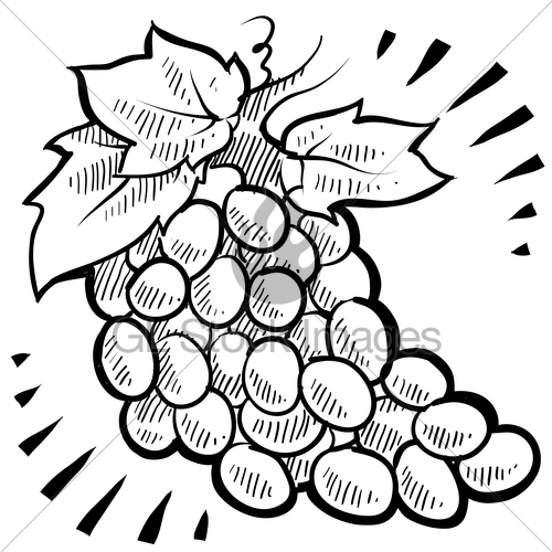 500x500 Bunch Of Grapes Sketch Gl Stock Images