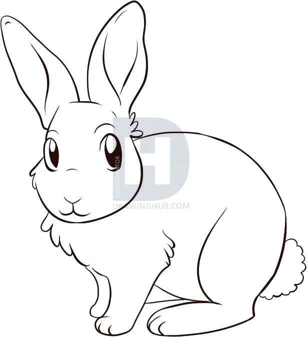 614x673 How To Draw Rabbit Drawing The Rabbits Face Draw Rabbit Pictures