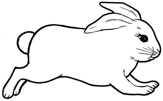 650x404 Rabbit Drawing Outline