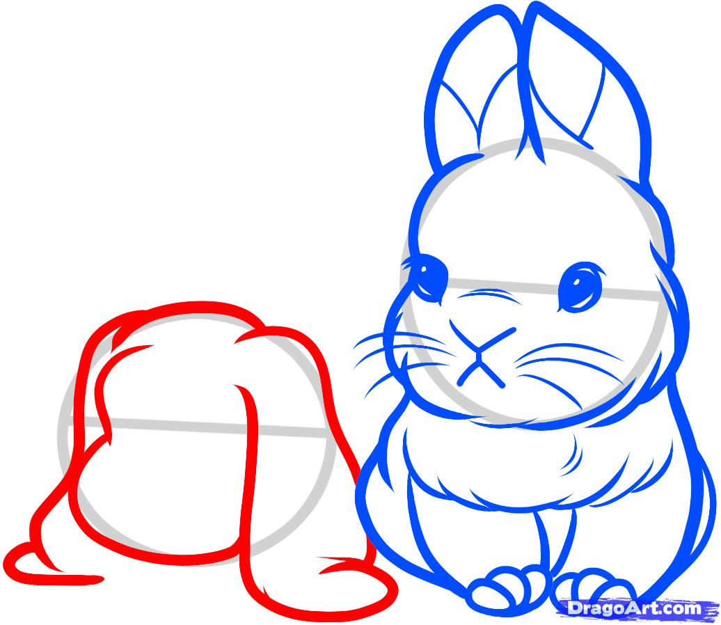 1036x898 How To Draw Baby Rabbits, Baby Rabbits, Step