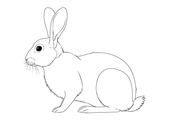 560x400 Huge Collection Of 'rabbit Drawing' Download More Than Images