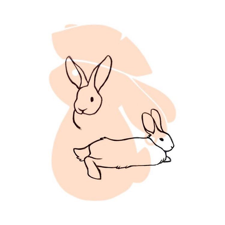 750x750 Rabbit Drawings Rabbit