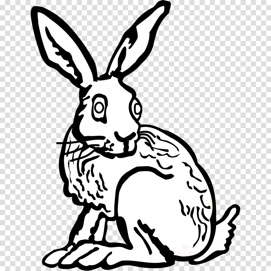 900x900 Rabbit Drawing White Transparent Png Image Clipart Free Download