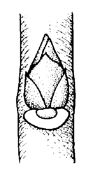 329x600 Burning Bush Euonymus