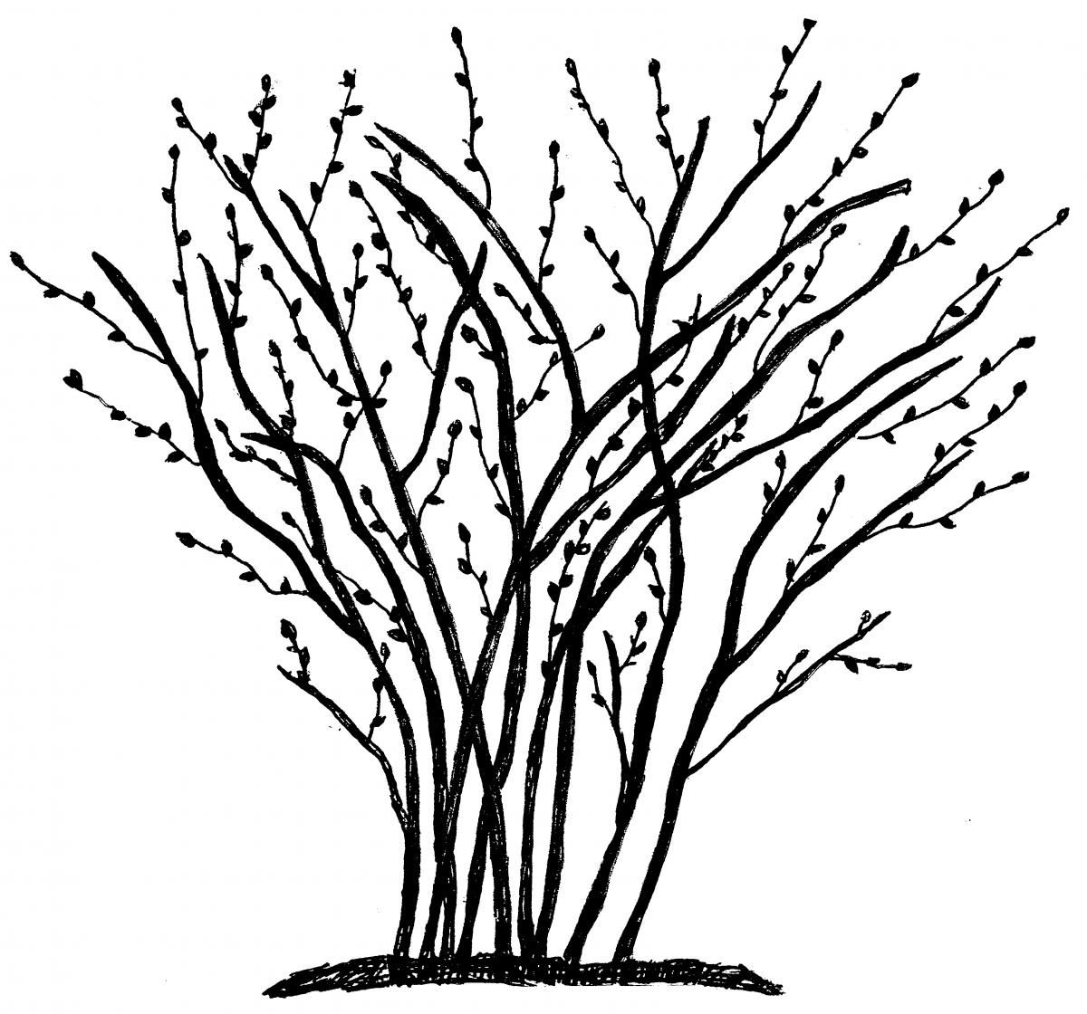 1200x1120 Bush Drawing Plant Organic For Free Download