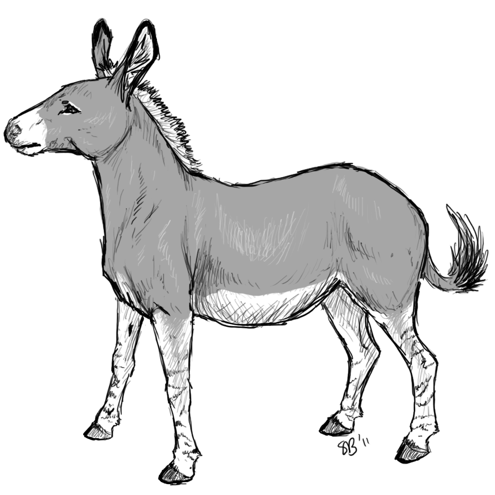 1000x1000 Donkey Drawing Free Download