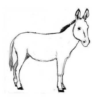 380x337 Ode To The Donkey Kathakali Mukherjee Medium