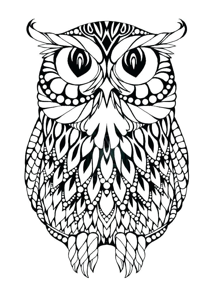 736x1013 Burrowing Owl Clipart