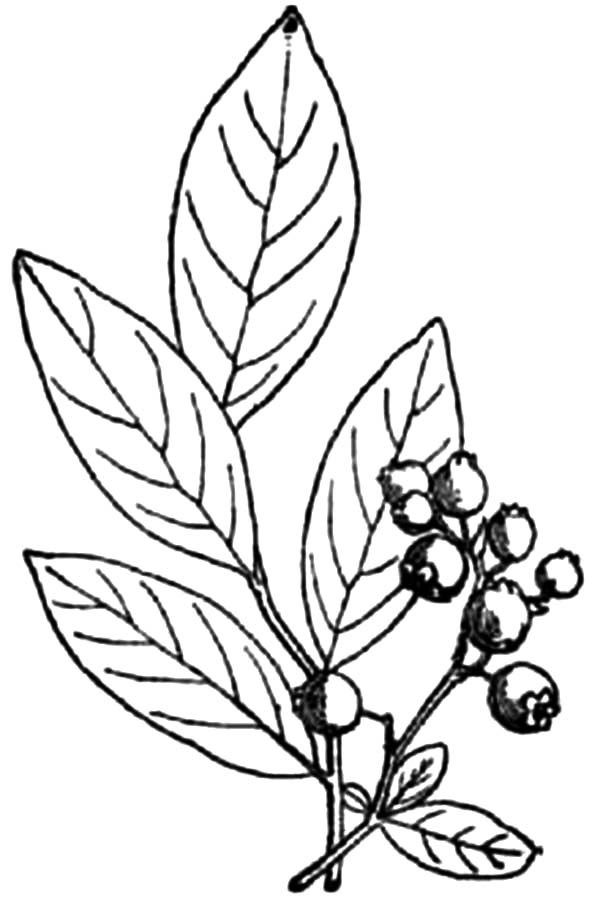 600x900 Huge Collection Of 'blueberry Bush Drawing' Download More Than
