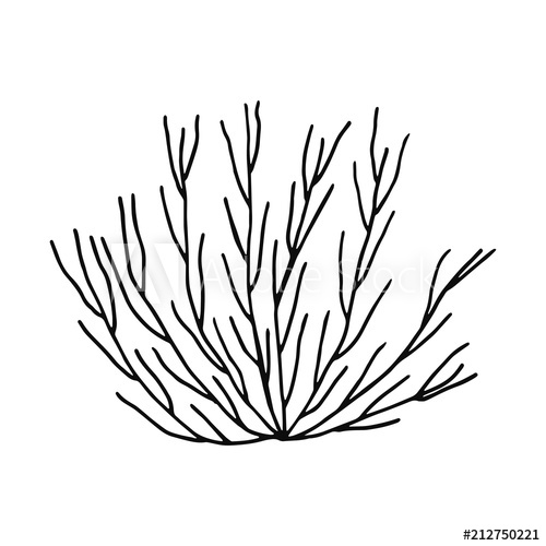 500x500 algae bush hand drawing vector isolated marine plants