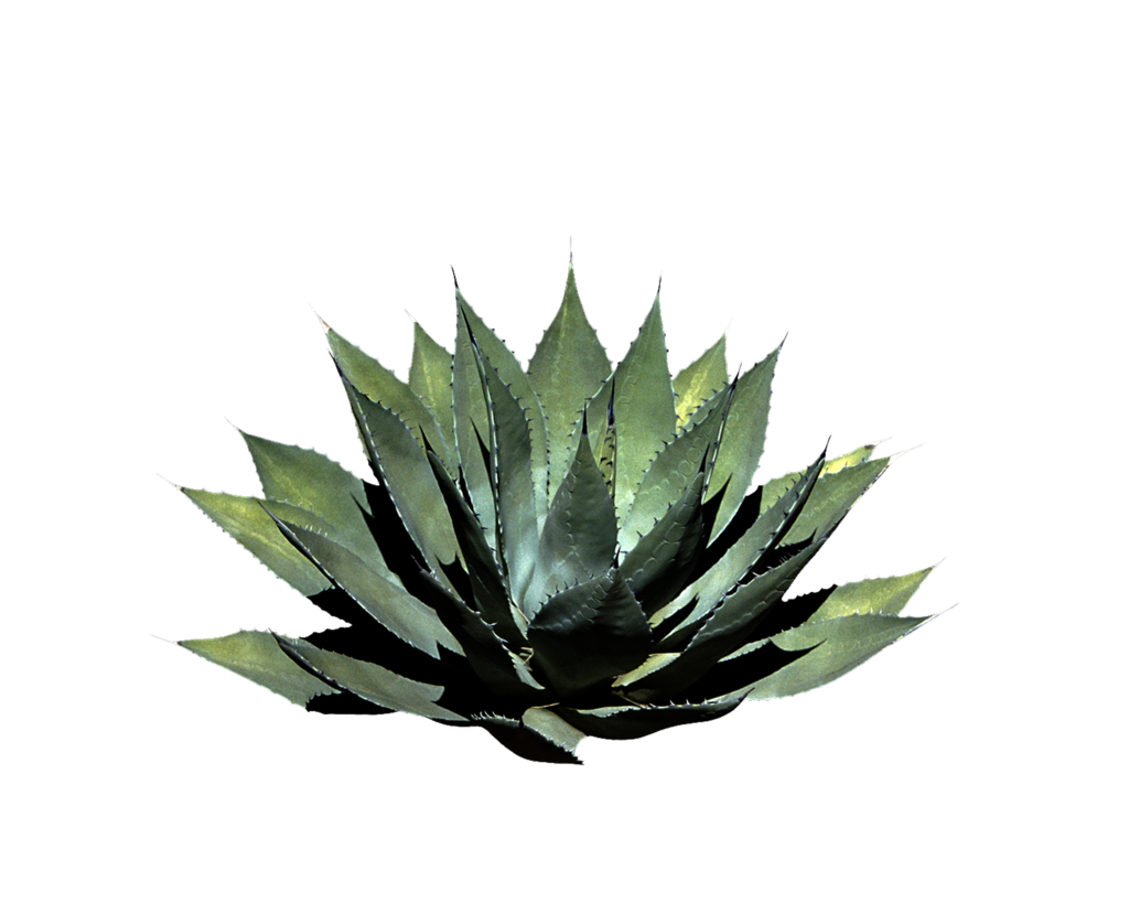 1024x819 Aloe Drawing Bush Transparent Png Clipart Free Download