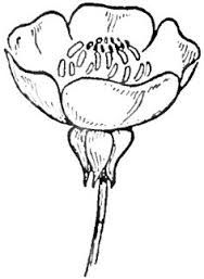 188x257 Buttercup Flower Drawing