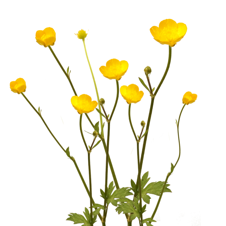 786x786 Collection Of Free Drawing Flowers Buttercup Download On Ui Ex