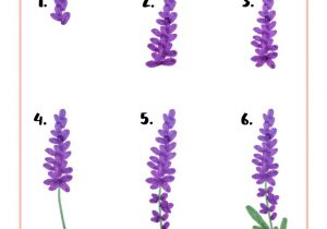 300x210 Easy Flowers Drawings Step