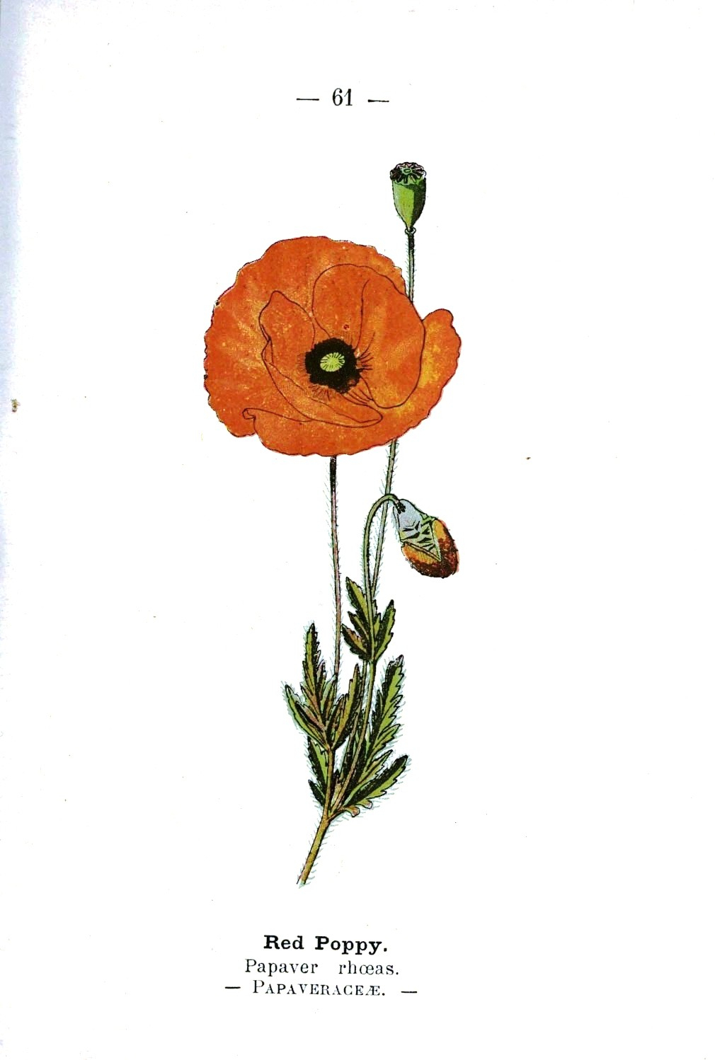 1010x1498 Huge Collection Of 'poppy Flower Scientific Drawing' Download
