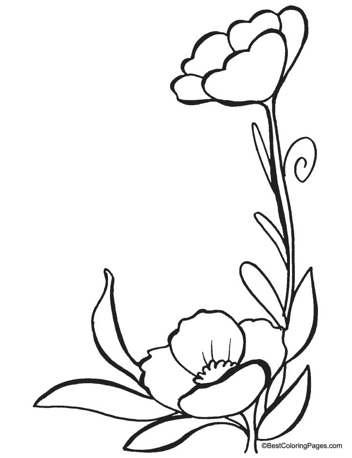 720x936 Buttercup Flower Coloring Pages Color Bros