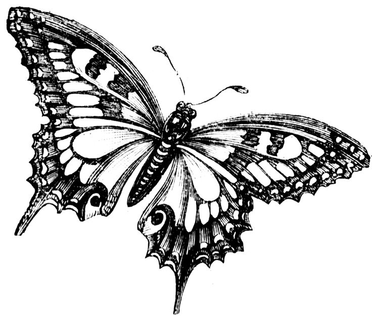 736x631 Butterfly Black And White Vintage Butterfly Clipart