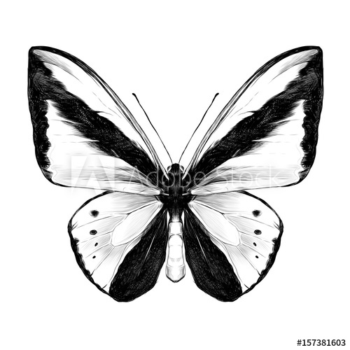 500x500 Butterfly Symmetric Top View Sketch Vector Graphics Black
