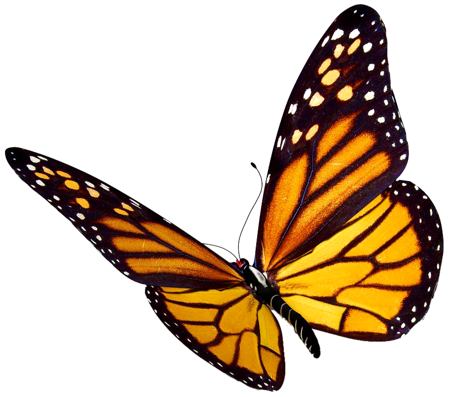 910x803 Collection Of Free Caterpillar Drawing Monarch Butterfly Download