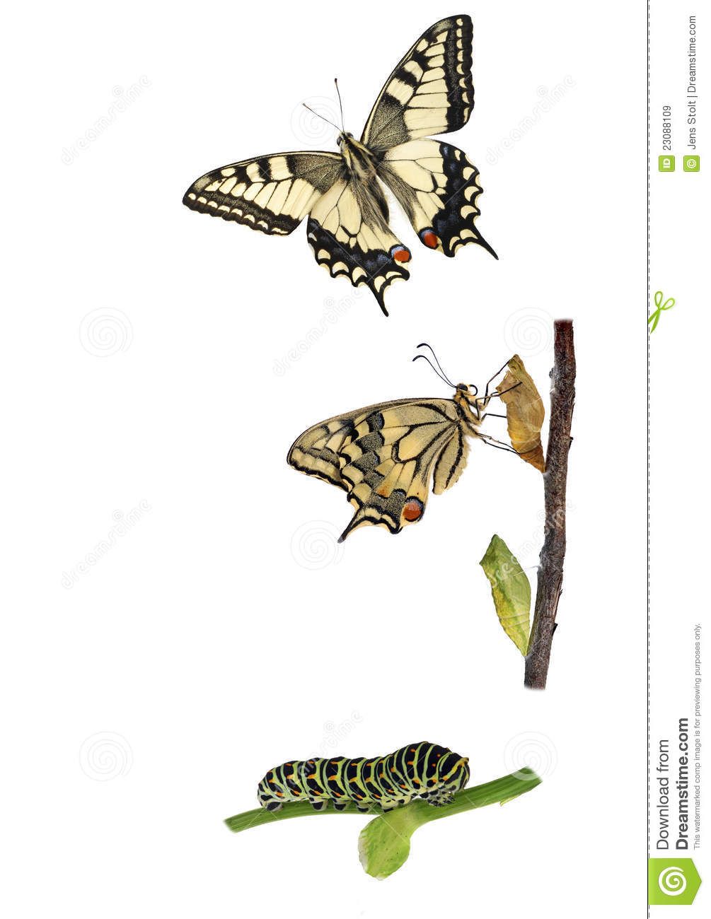 1005x1300 caterpillar transformation to butterfly tattoo