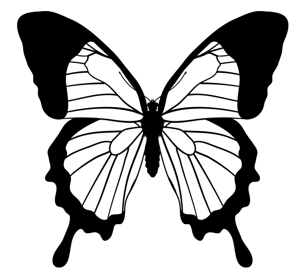 600x547 How To Draw Animals Butterflies, Their Anatomy And Wing Patterns